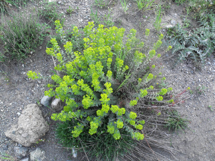 Euforbia maremmana da id - Euphorbia cfr. nicaeensis